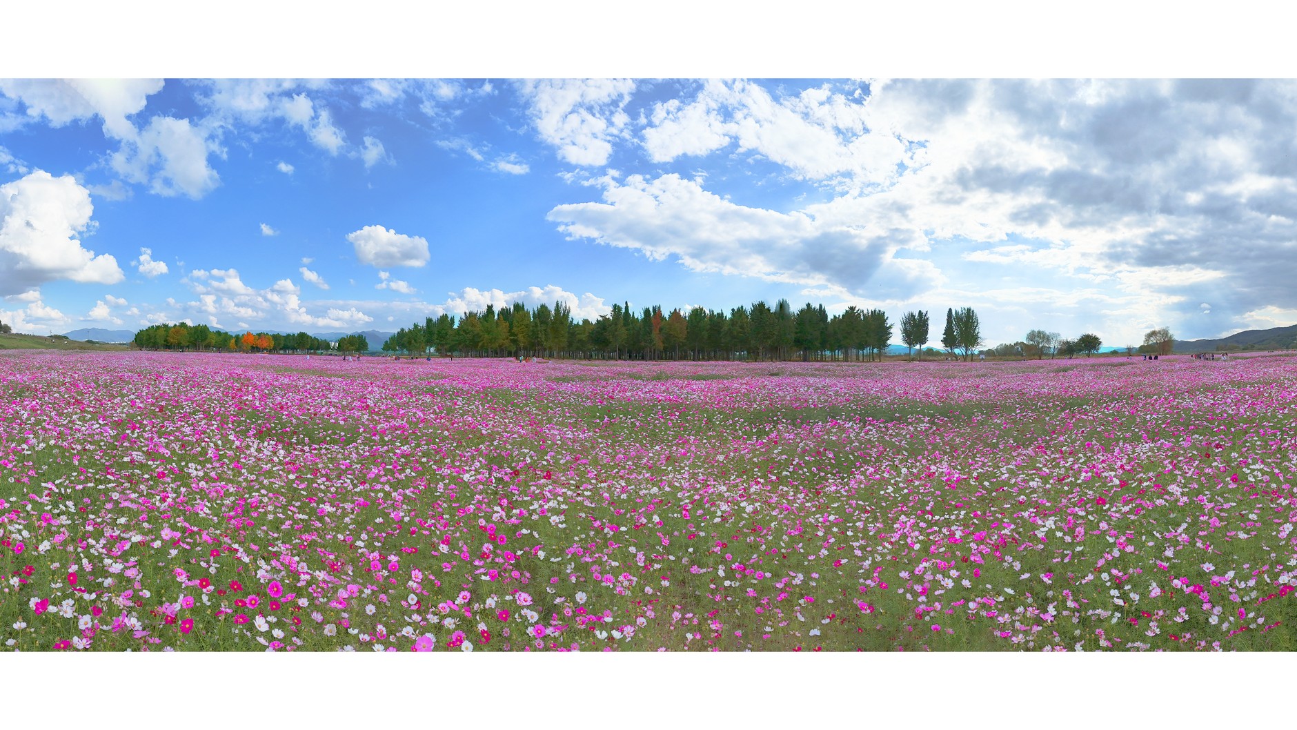 은행나무숲 의 코스모스