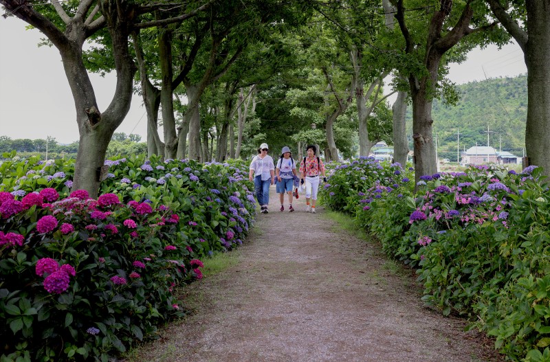 도초도 10리수국길