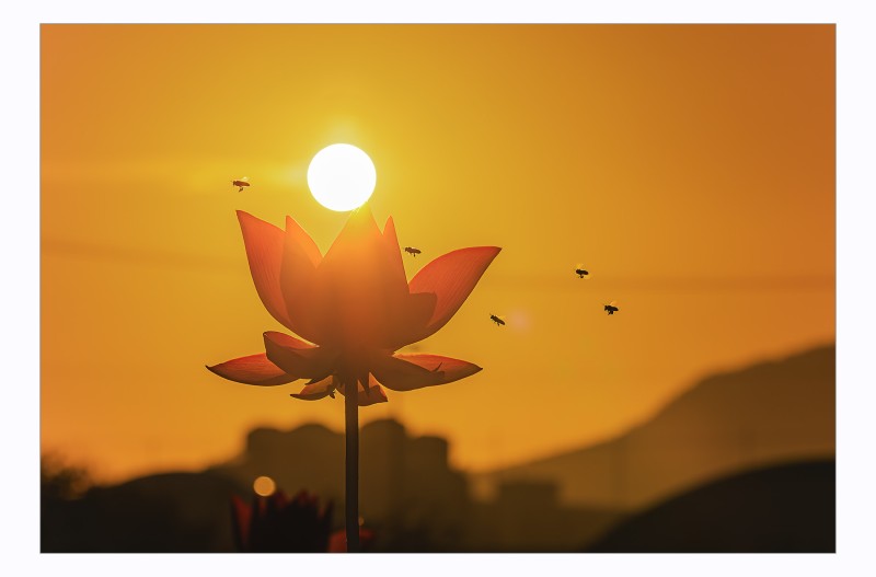 연꽃에 불을 밝혔습니다