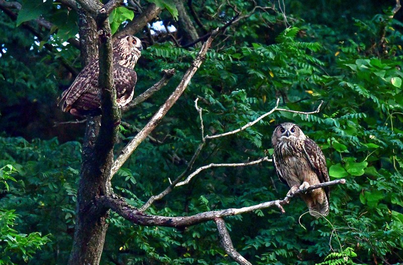 수리부엉이 유조