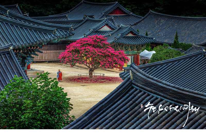 붉은 꽃의 속삭임