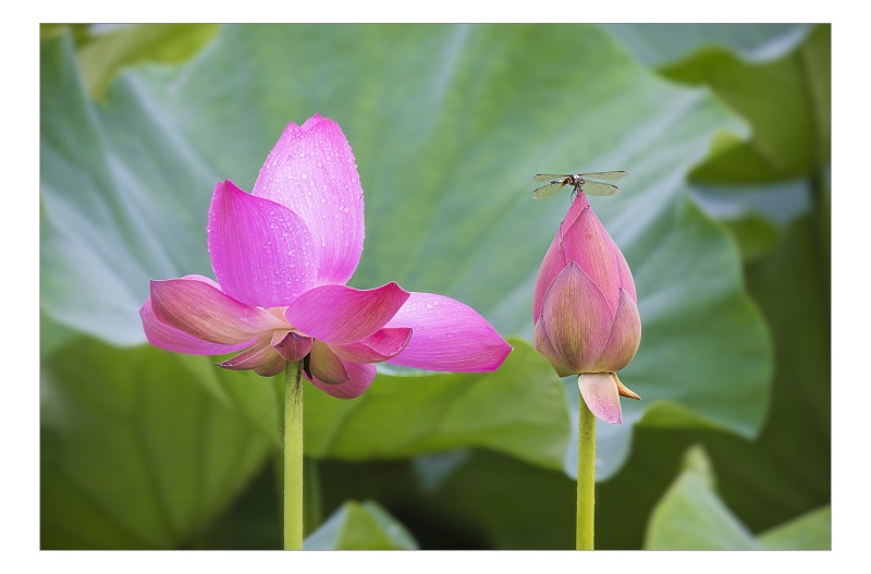 연꽃 잠자리
