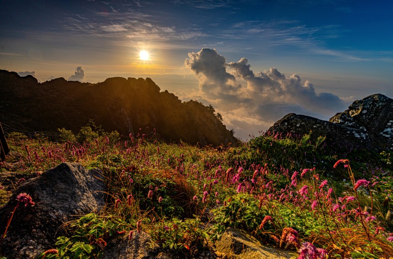 지리산 산오이풀