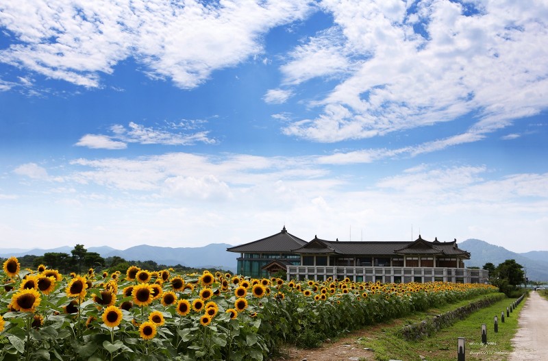 해바라기