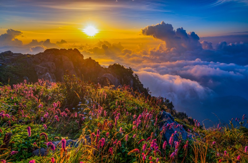 지리산  산오이풀