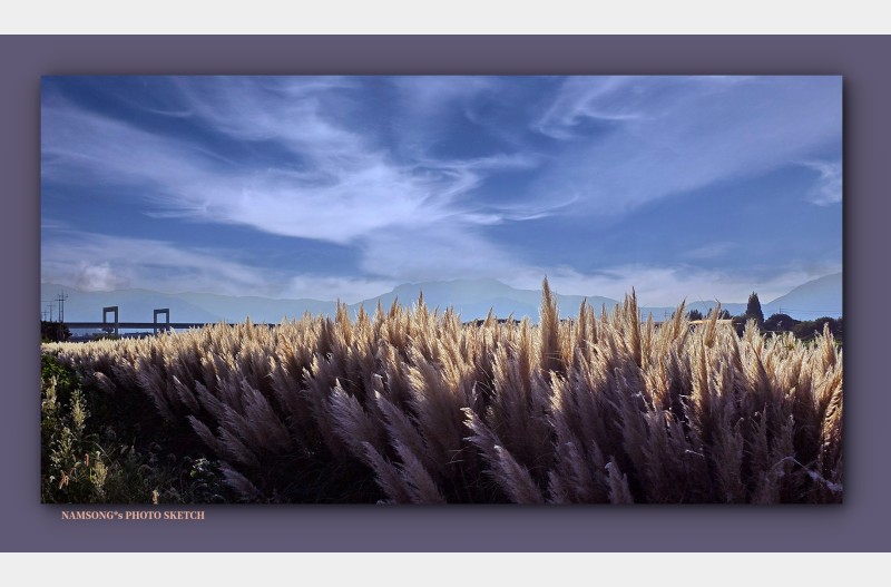 팜파스 글라스의 아름다움 ---