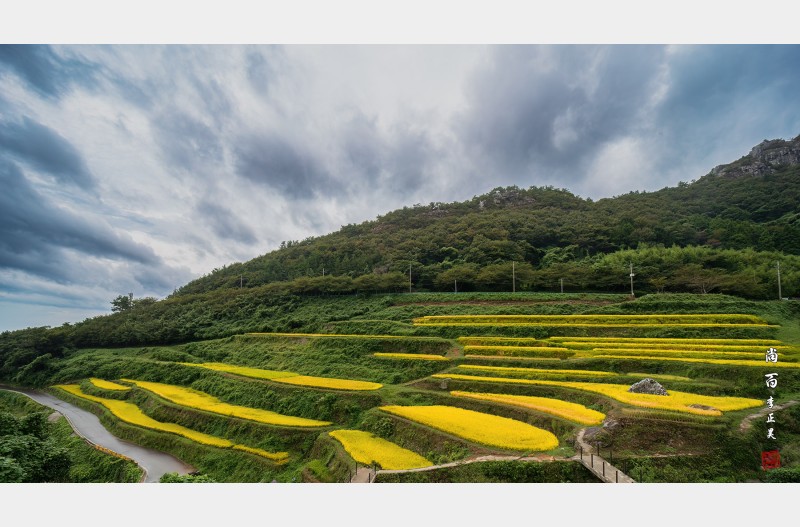 가천다랑논 가을