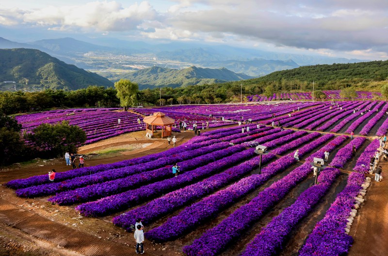 감악산 아스타국화