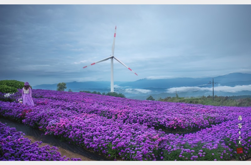 아스타국화꽃 향기