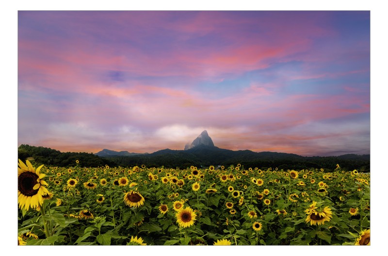 마이산 해바라기