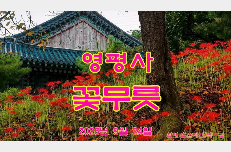홀스타인박무길영평사#영평사꽃무릇#