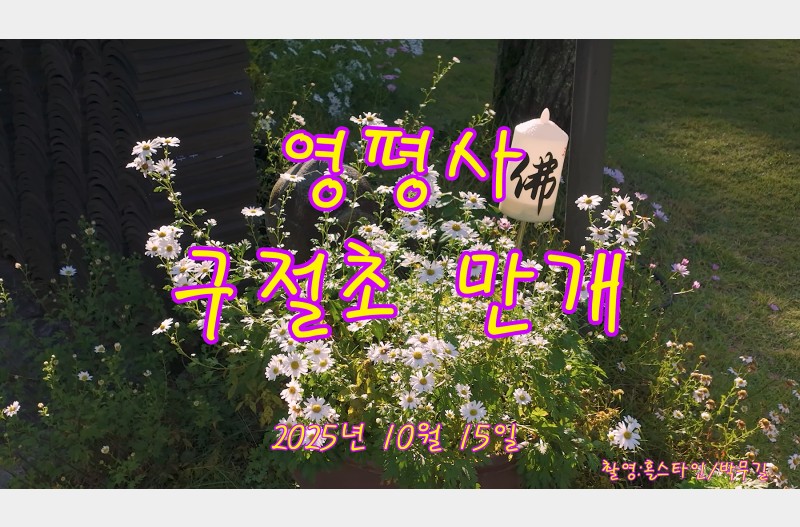 영평사구절초만개