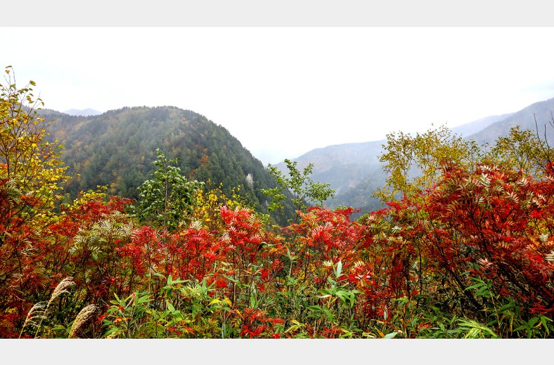 비오는 날 알펜루트