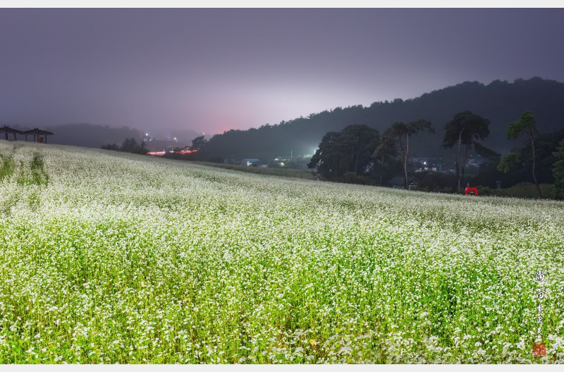 고부면 메밀밭 새벽