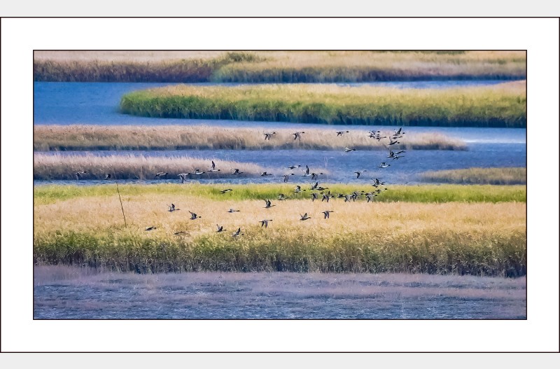 순천만의 기러기들..