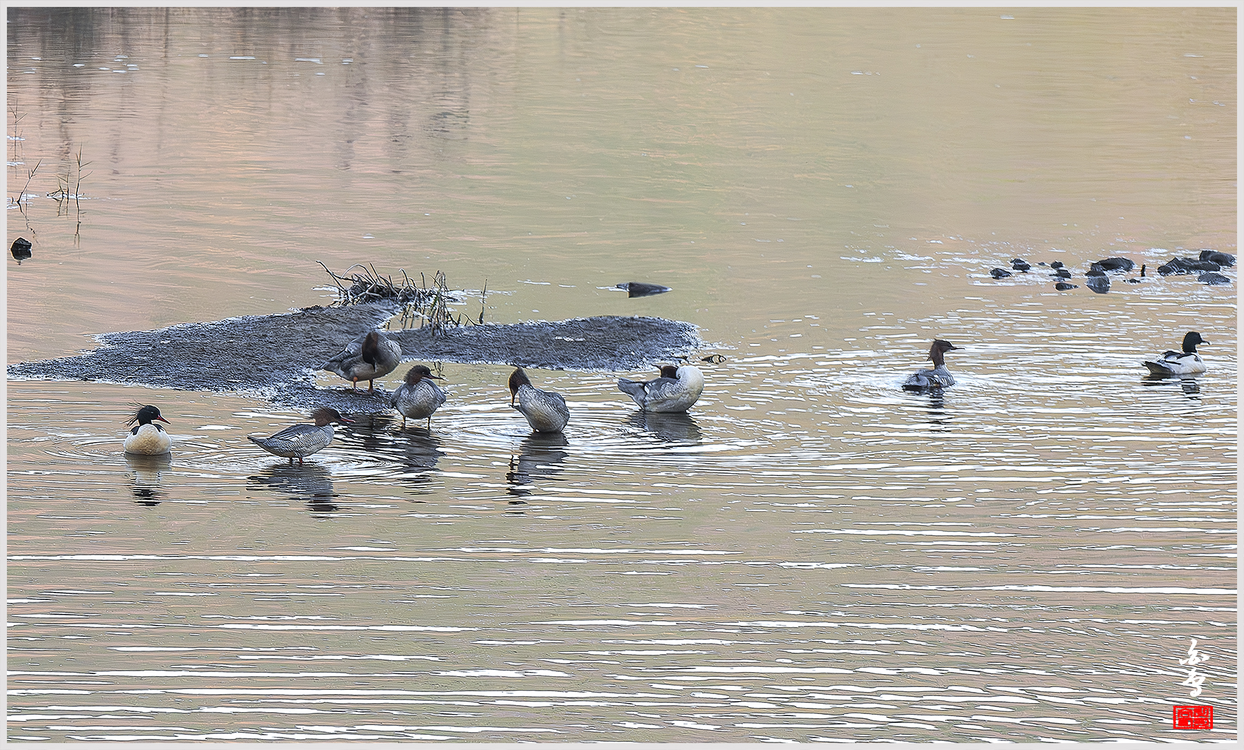 비오리와 섞여 있네요
좌측 끄터머리에 암수 한쌍이```