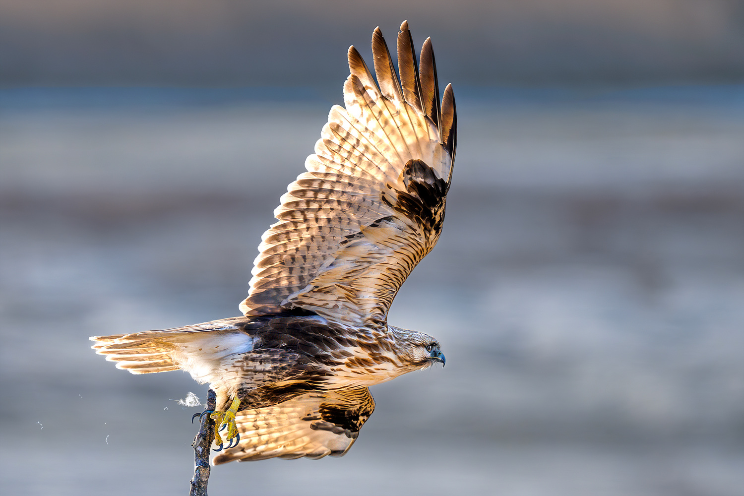 만나로 간 놈은 없고 이놈이 앉아 있길래...........