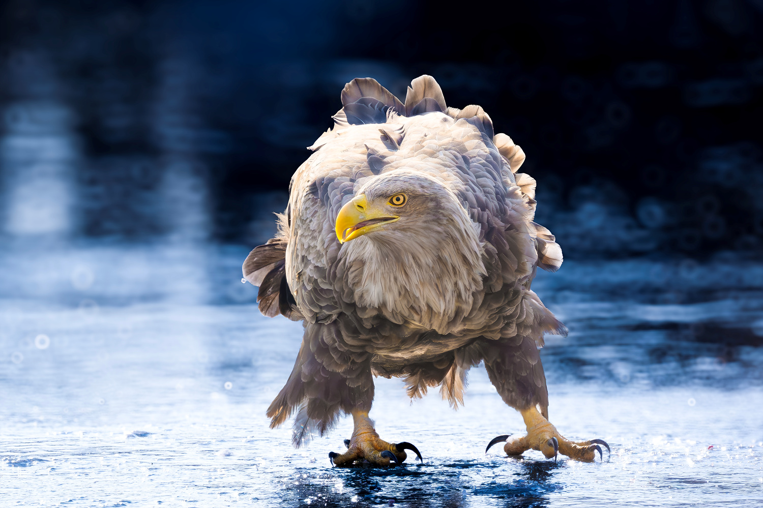 오늘 아침 첫얼음이 얼었습니다.