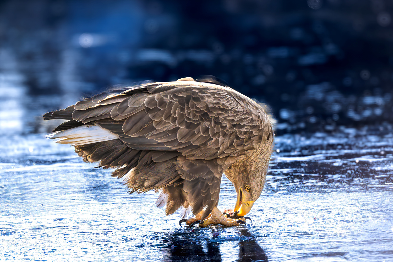 얼어붙어 있는 작은 고기 덩어리를 뜨더먹고 있습니다.