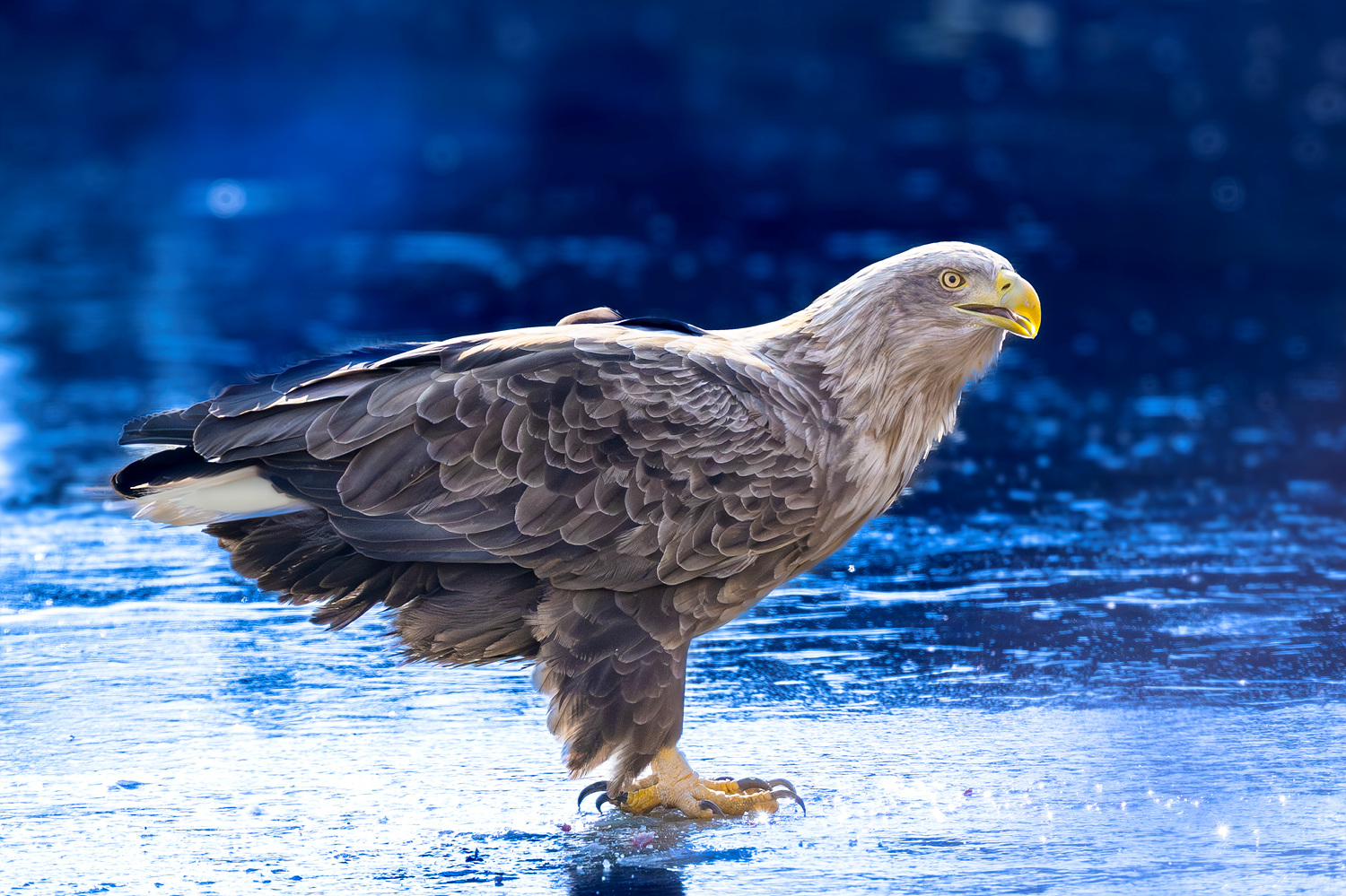 양이 차지 않는것 같습니다.