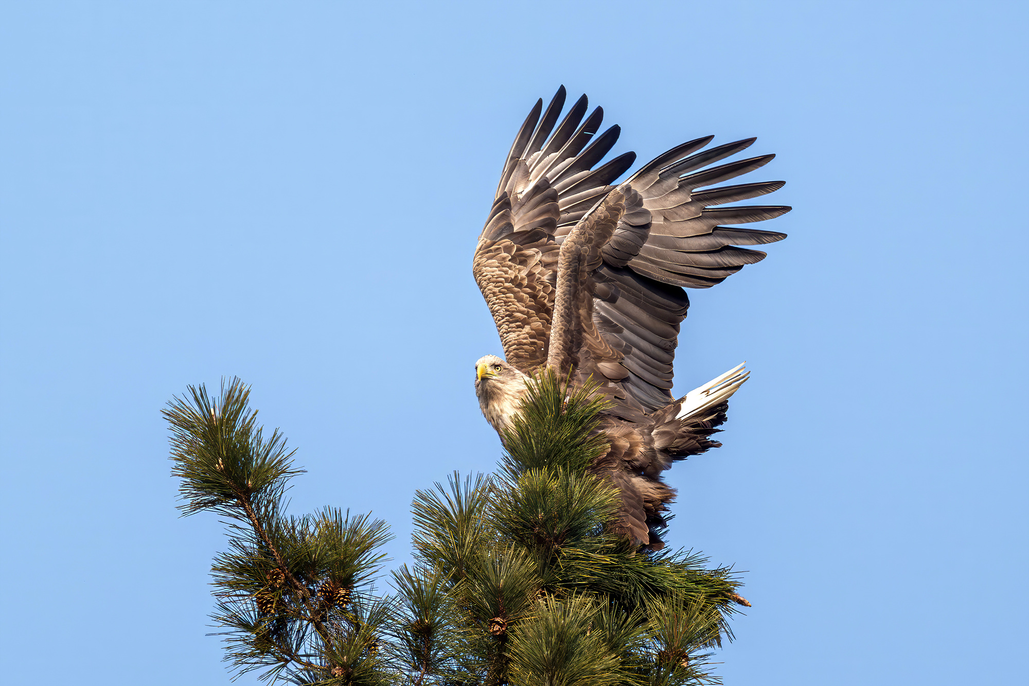 아침 밥을 발견하고 강으로..........