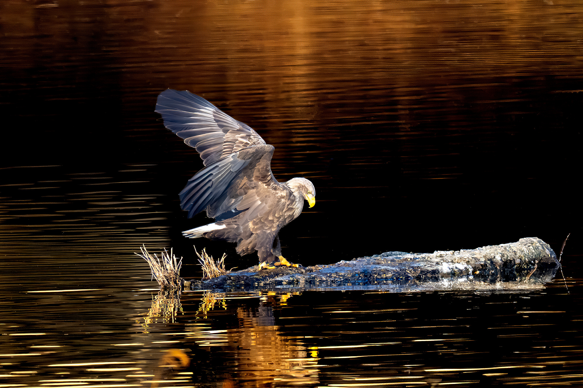 큰 물고기를 한마리 잡아 먹다가 물에 떨구었습니다.