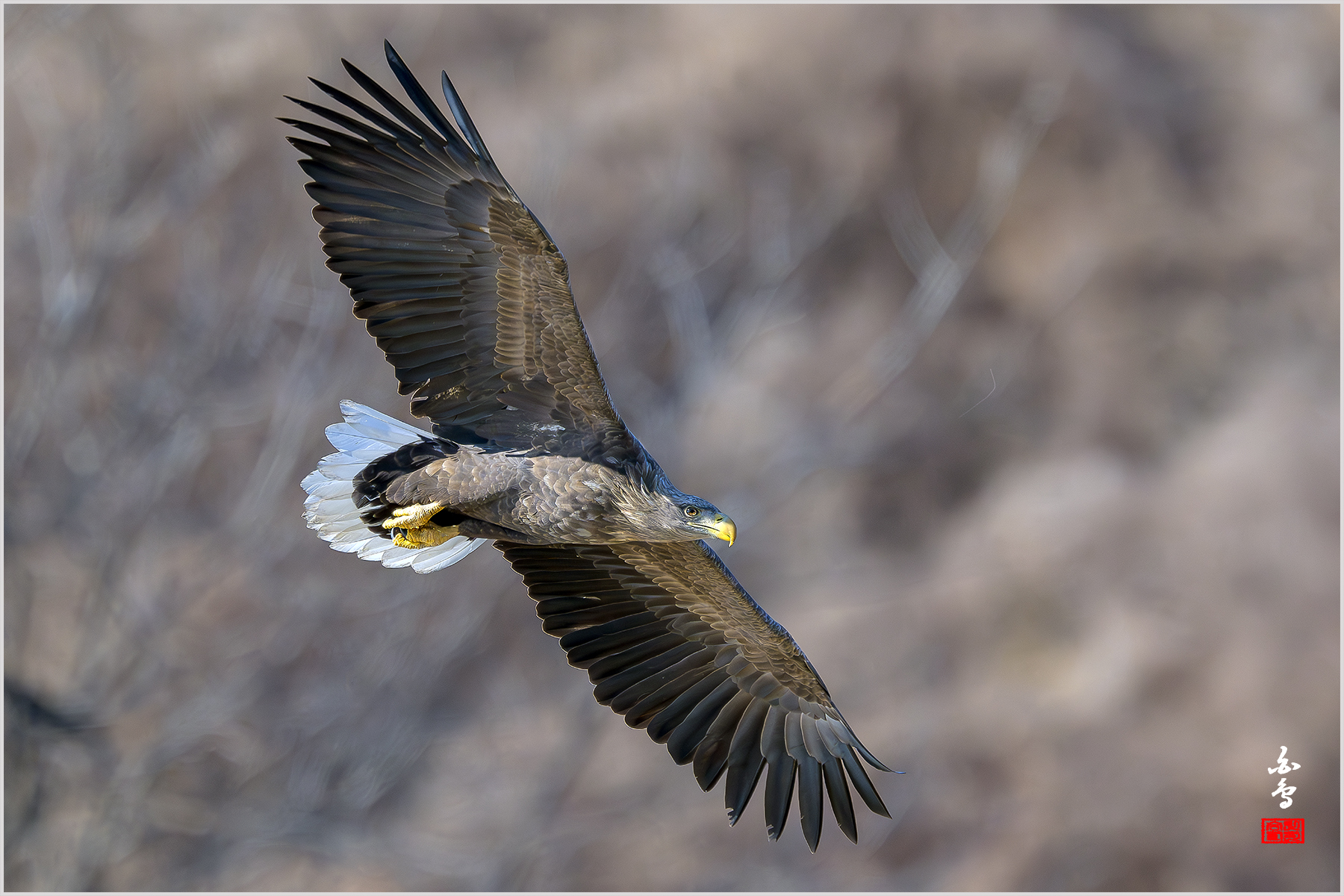 금호강 흰꼬리 못지 않게 멋진 자태를 뽐냅니다