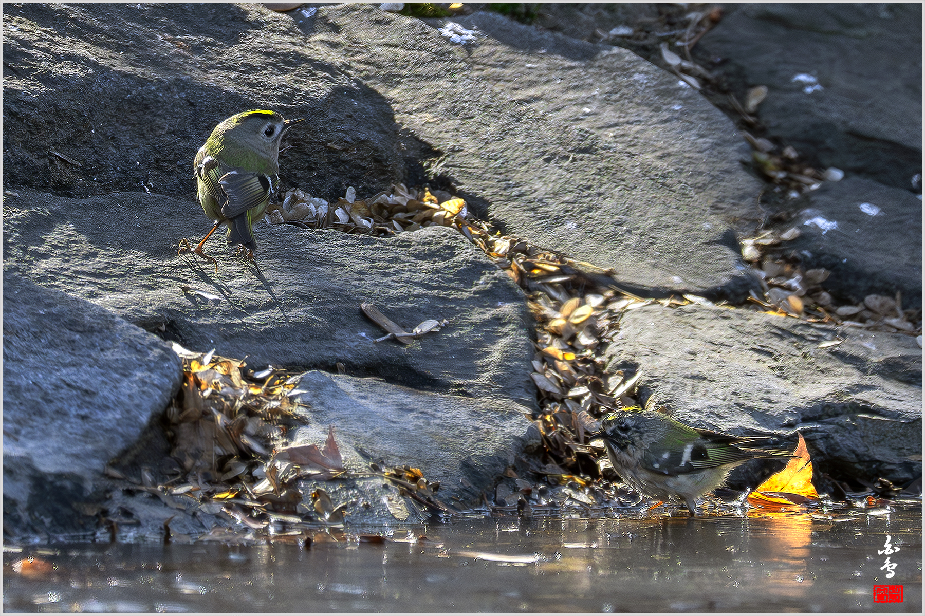 우리나라를 찾는 겨울 철새중 제일 작은 상모솔새