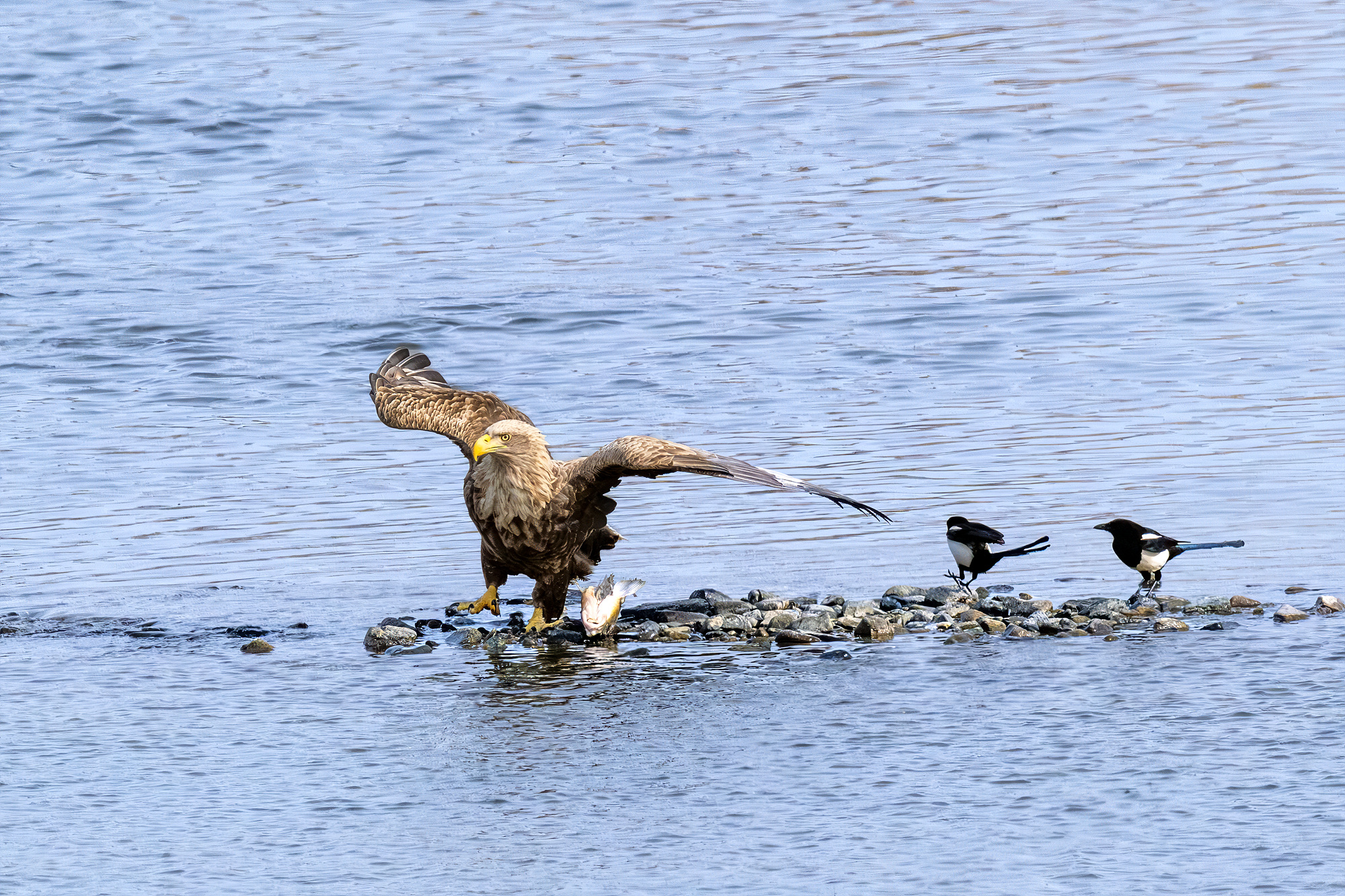 엇 저녁에 수달이 먹다 남은것 같습니다.