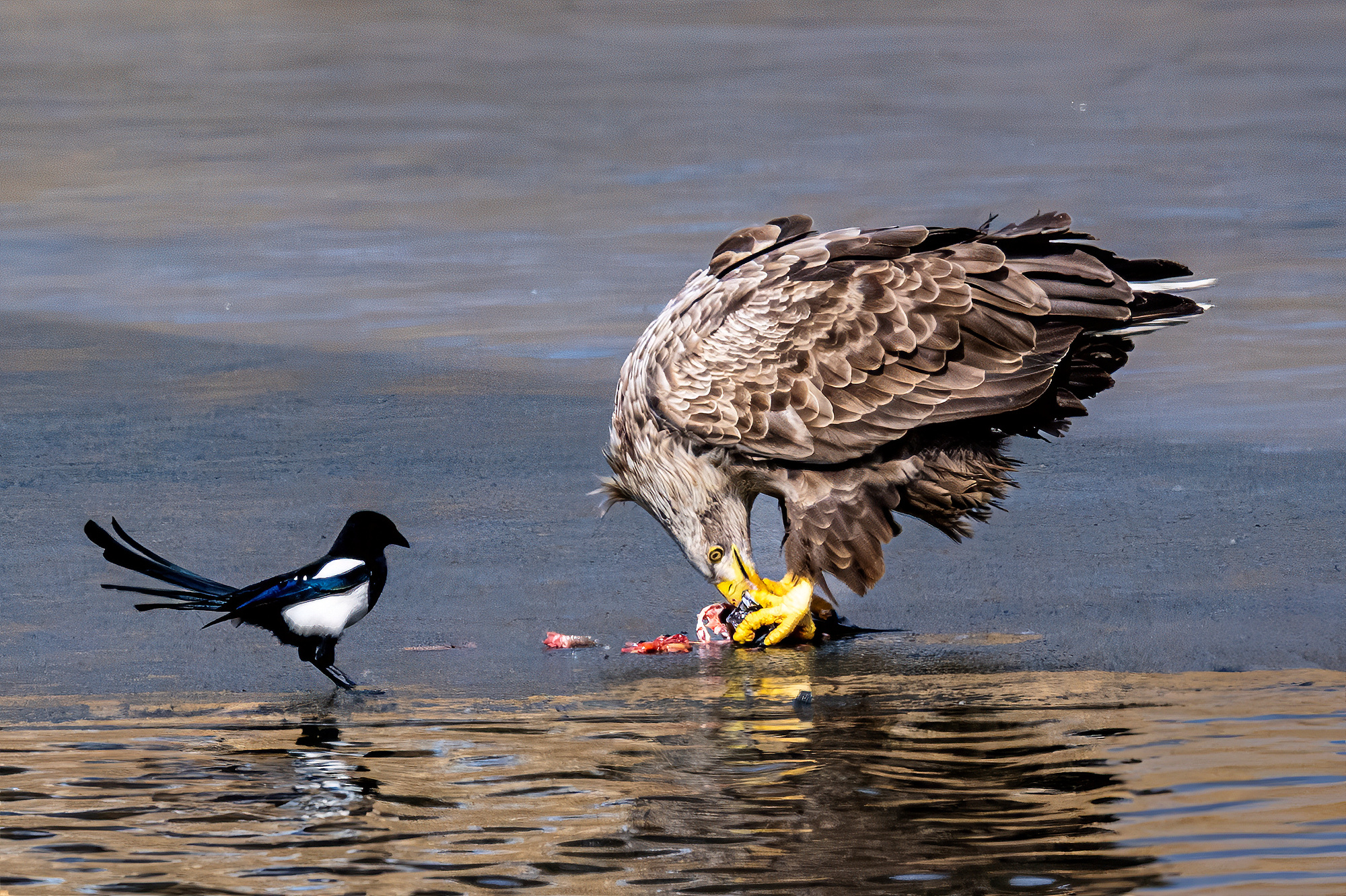 양이 차지 않아 또 한마리를 찿아 먹고 있습니다.까치가 같이 먹자고 합니다.