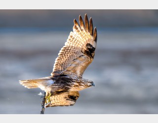 만나로 간 놈은 없고 이놈이 앉아 있길래...........