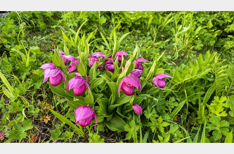 꽃사진은 좋은 모델을 찾는게 묘미