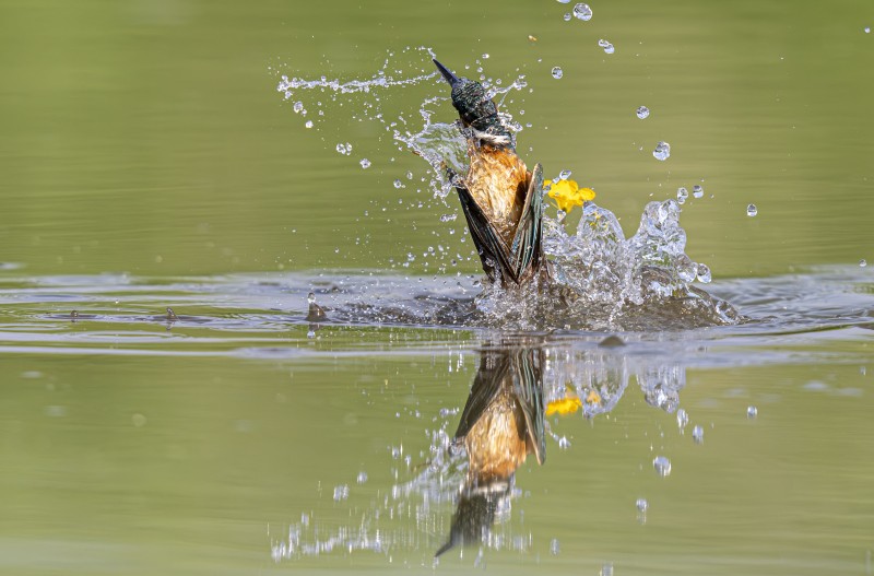 물총새 사냥후 ,,