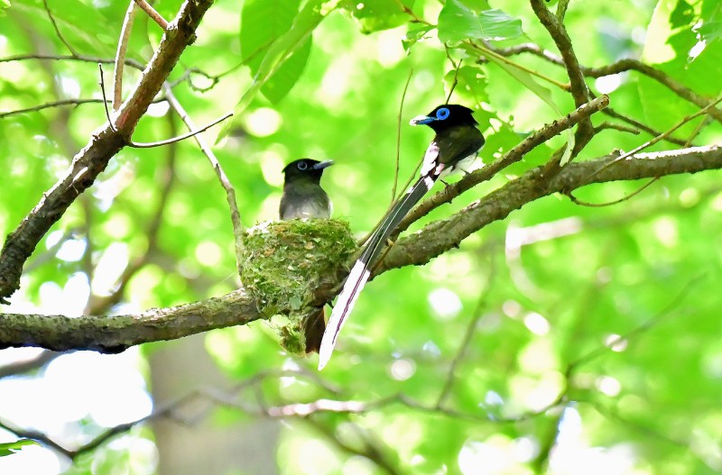 삼광조 제1둥지 (처녀촬영)