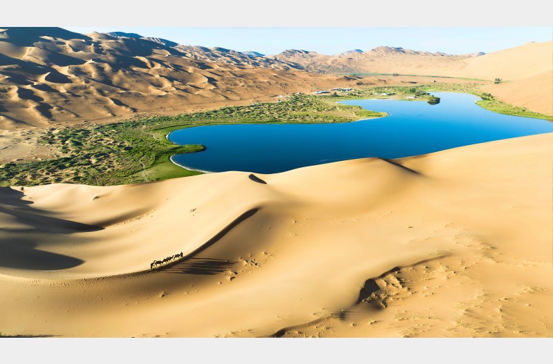 낙타가 오아시스를 찾아서