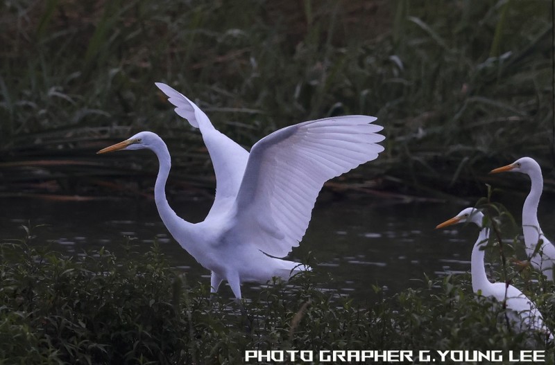 태화강 국가정원 백로