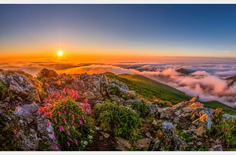 덕유산의 여름꽃