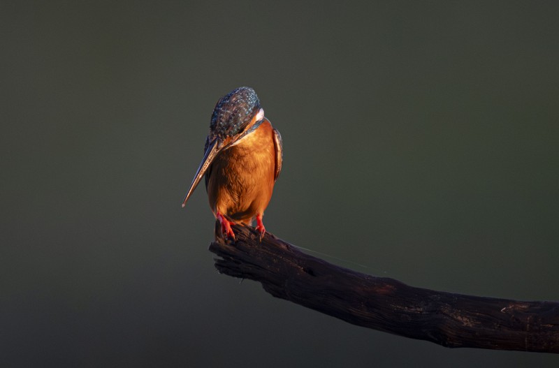 물총새가 있는 풍경
