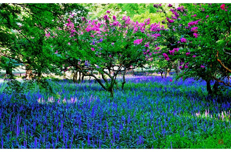 맥문동 과 백일홍