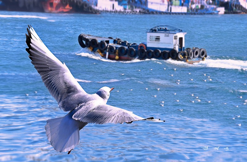 부산 갈매기