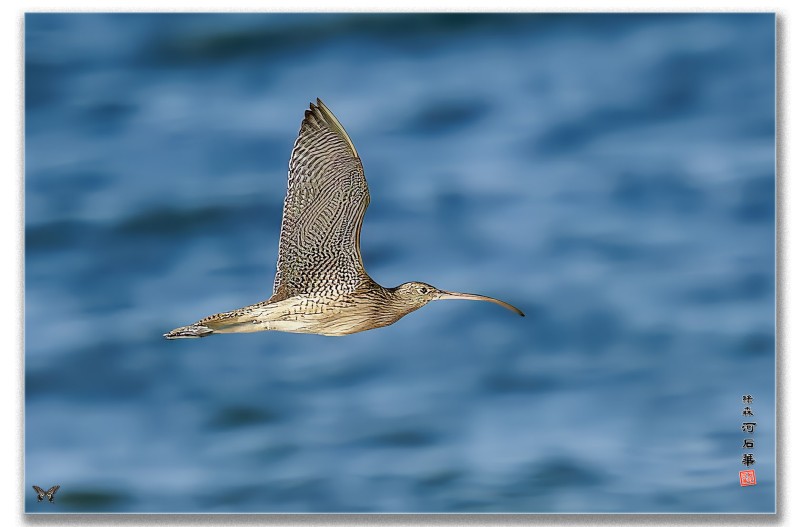안락꼬리마도요