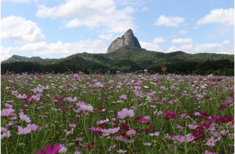 마이산 & 코스모스