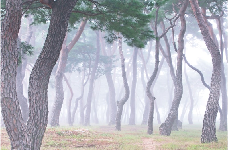 안개낀 솔밭