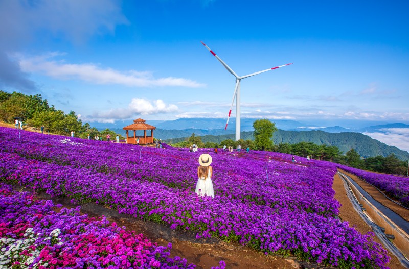감악산 아스타 국화 밭에서