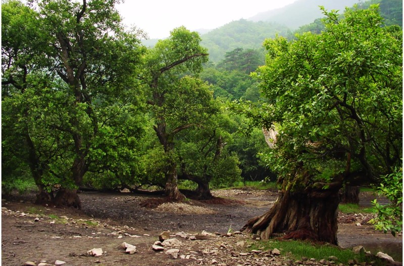 주산지 의 옛사진