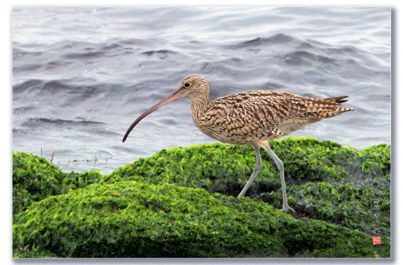 알락꼬리마도요