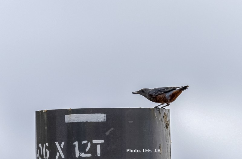말뚝애 고안 물을 먹고 있는 바다직박구리