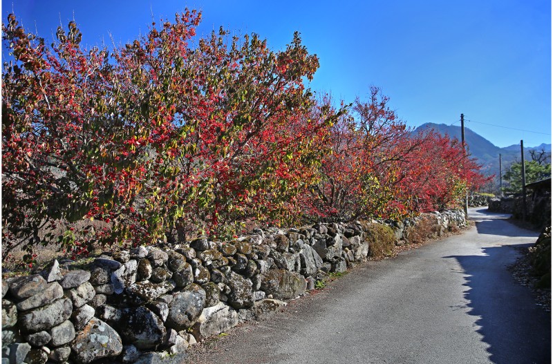 산수유 읶어가는 마을
