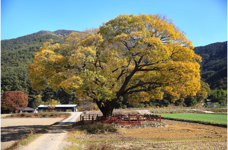 느티나무의 가을