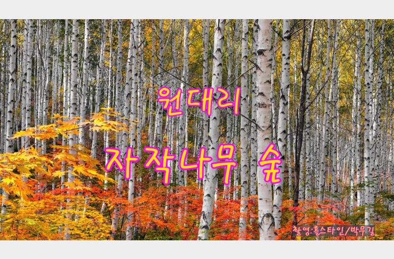 원대리자작나무